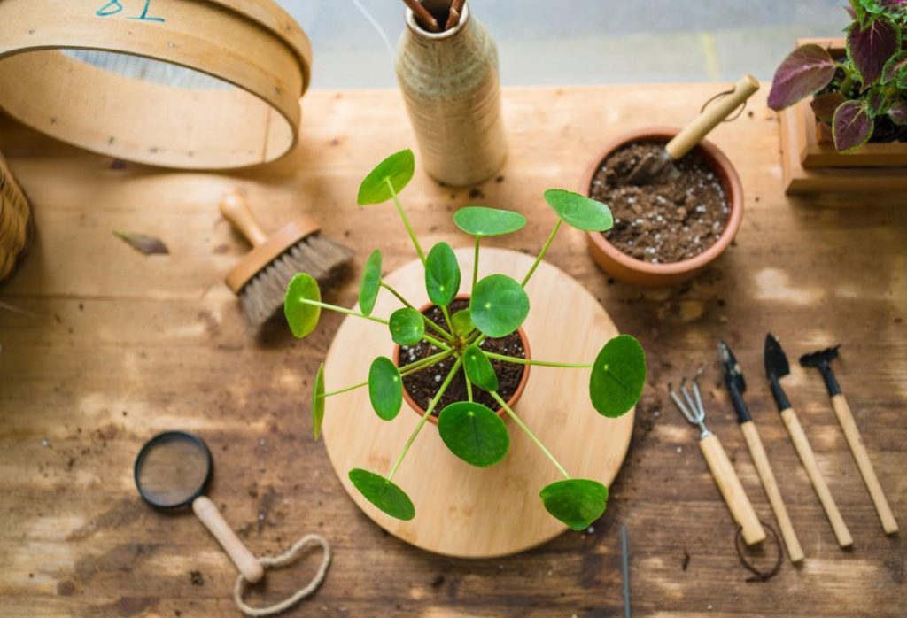Chinese Money Plant Care