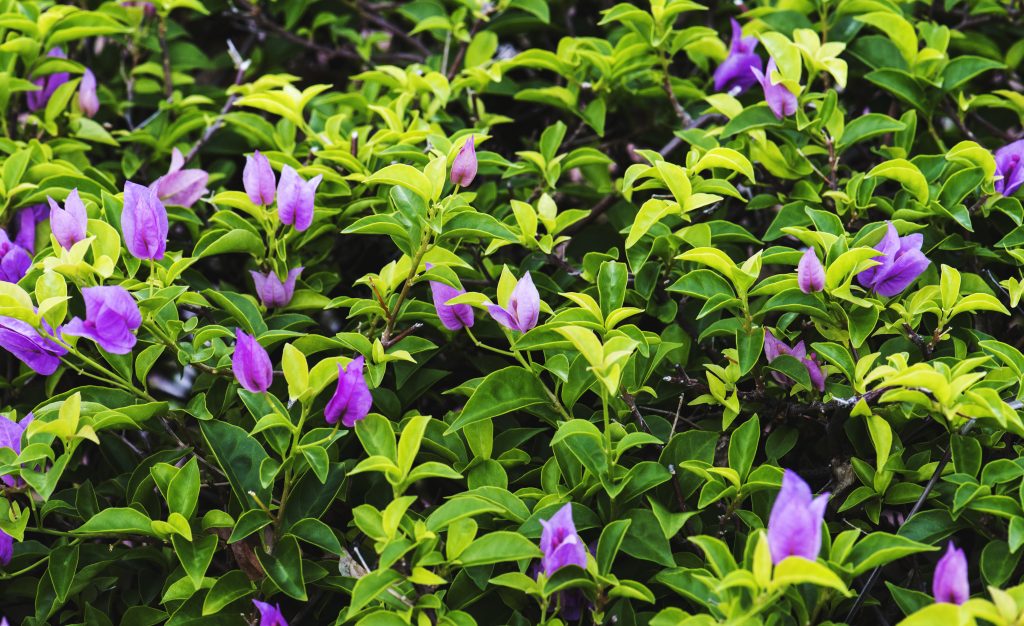 Gloxinia care