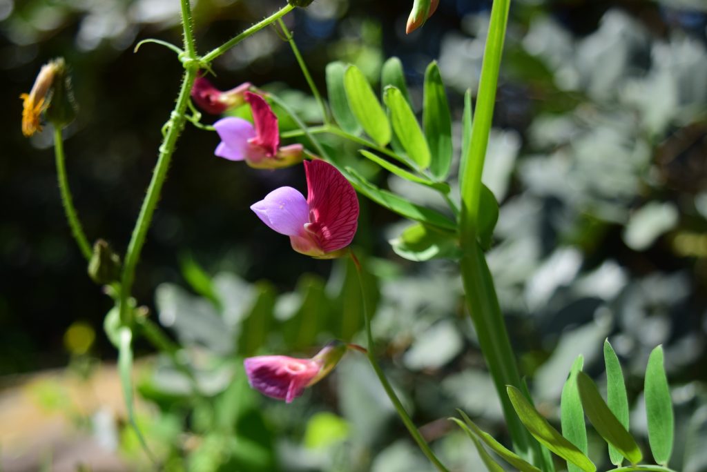 Gloxinia care
