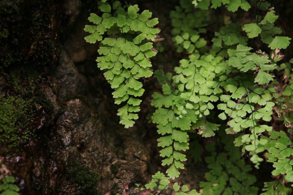 Maidenhair Fern Care