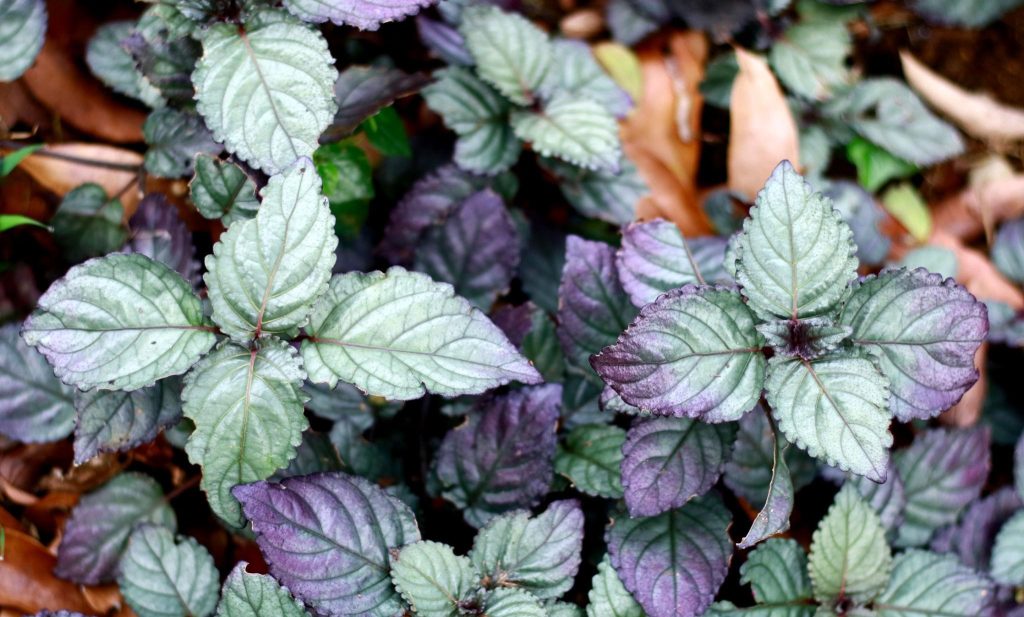 Purple Waffle Plant Care