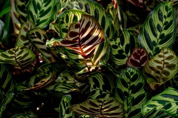 The Botanical Masterpiece: Why the Peacock Plant is the Ultimate Showstopper