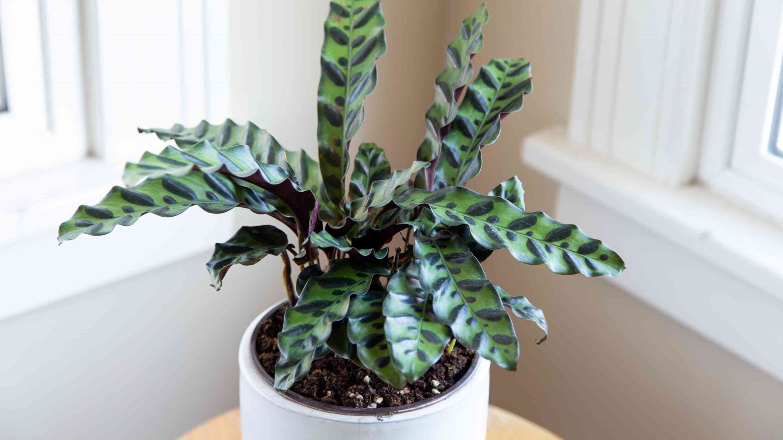 Rattlesnake Plant