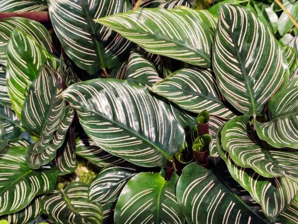 Zebra Plant
