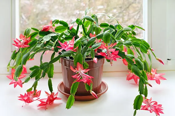 Thanksgiving Cactus