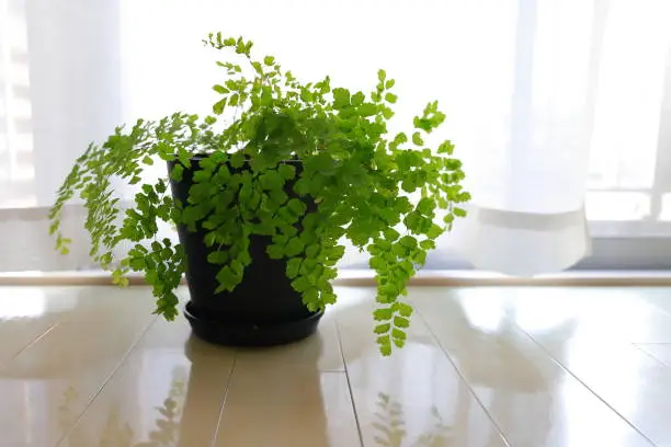 Maidenhair Fern Care
