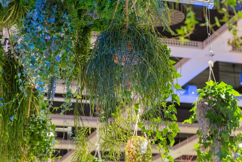 Swedish Ivy Care