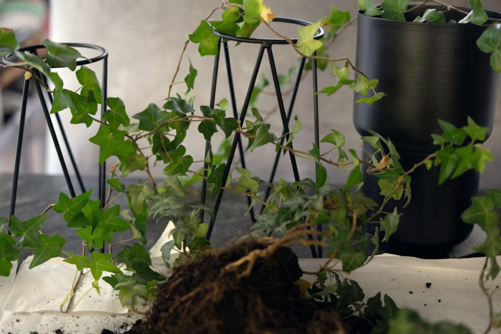 Swedish Ivy Care