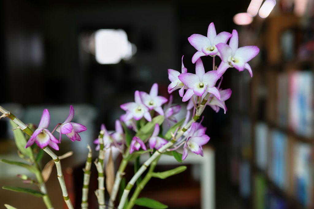Moth Orchid Care