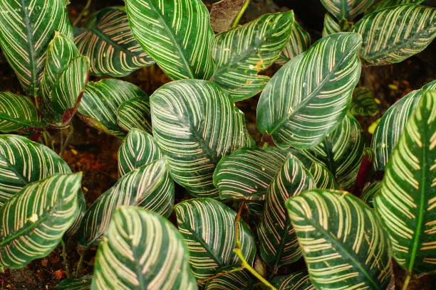 Rattlesnake Plant