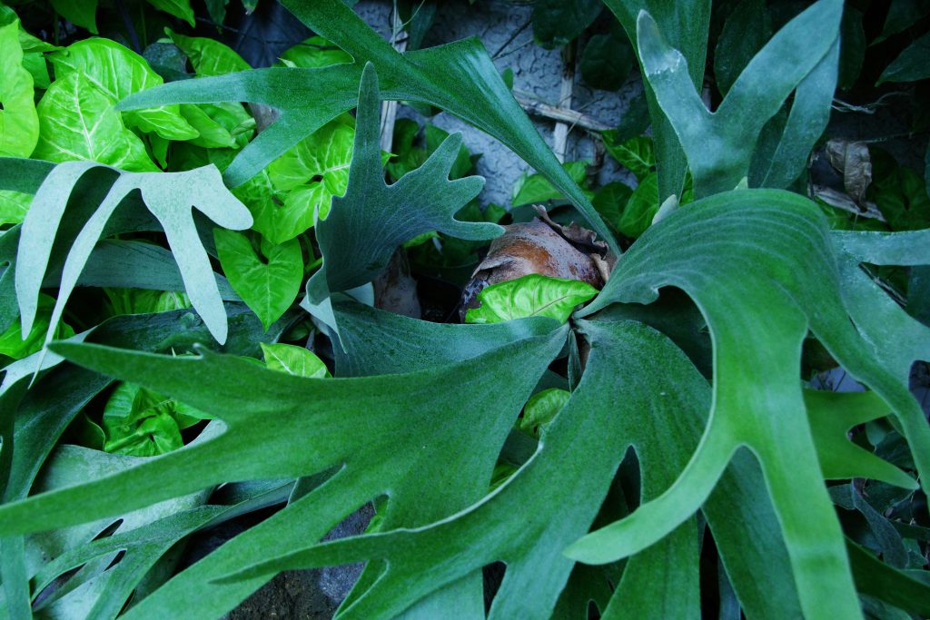 Staghorn Fern