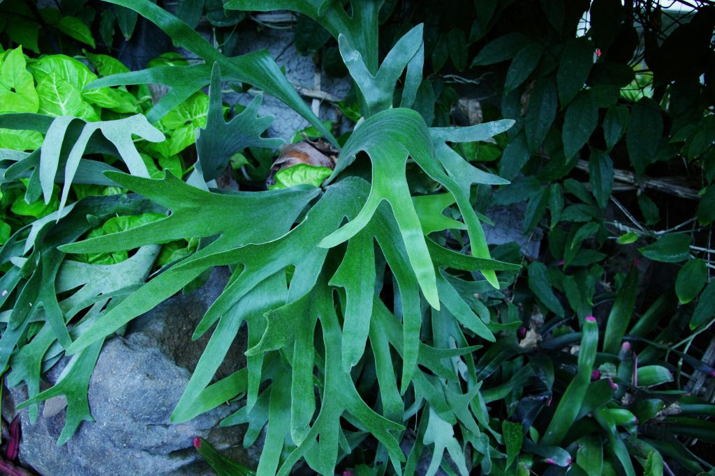Staghorn Fern