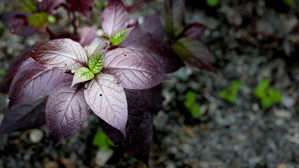 Purple Waffle Plant Care: 5 Ultimate Rules for Growing This Stunning Living Art
