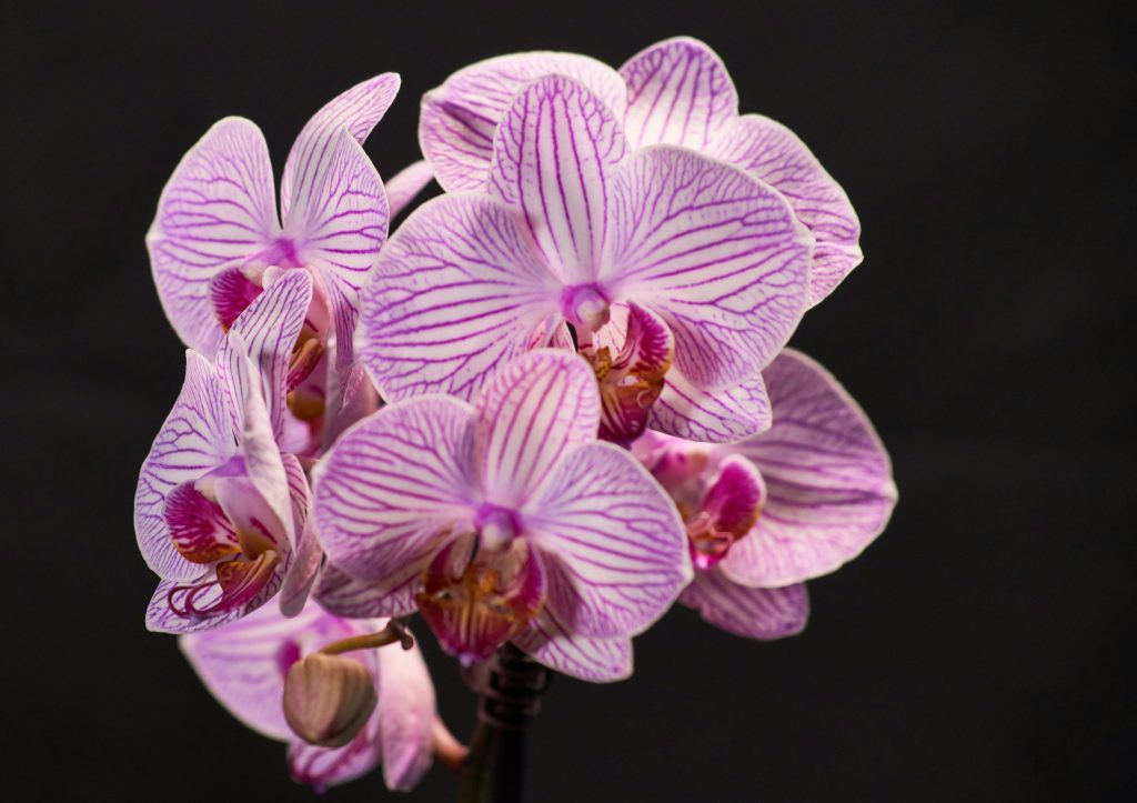 Moth Orchid Care