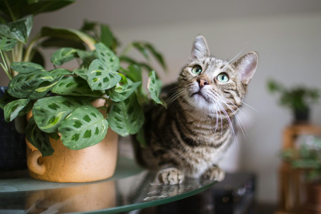 Why the Prayer Plant Is the Ultimate "Living" Masterpiece for Pet-Safe Homes