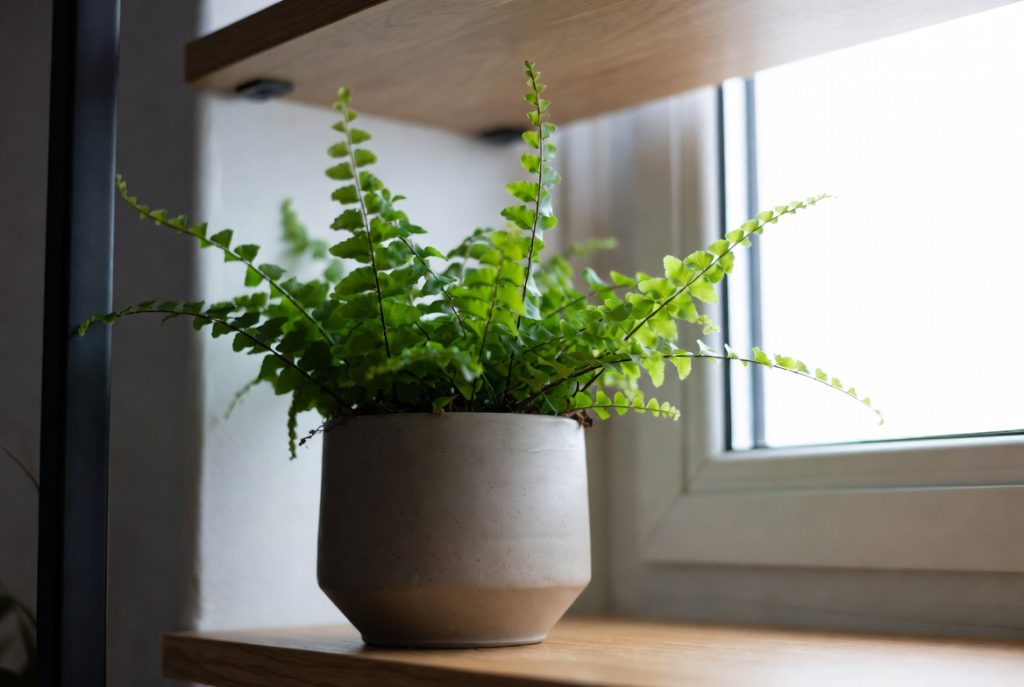 Button Fern
