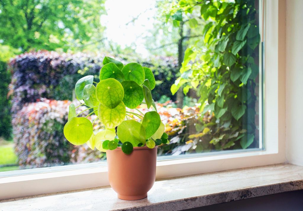 Chinese Money Plant Care: 5 Brilliant Rules for Growing This Stunning Living Art