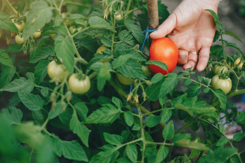 Indoor Tomato Plant
