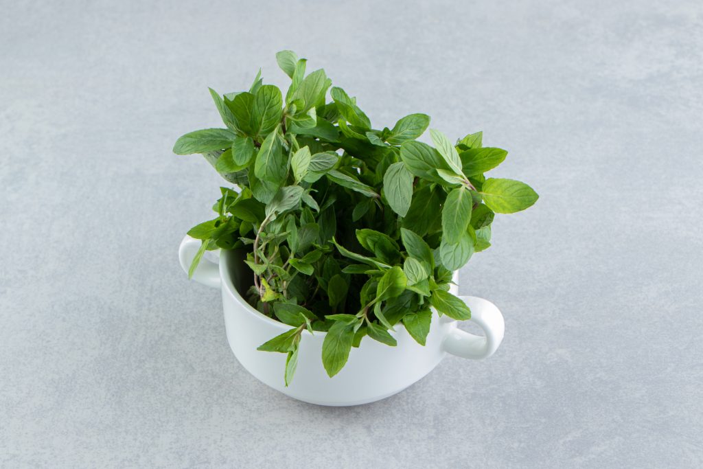 Mint Plant Dying