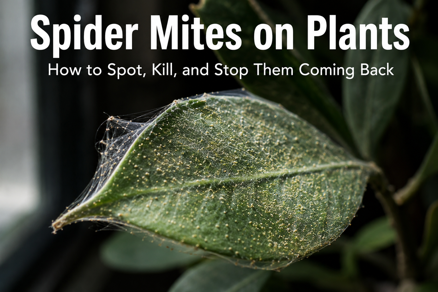 Spider Mites on Plants