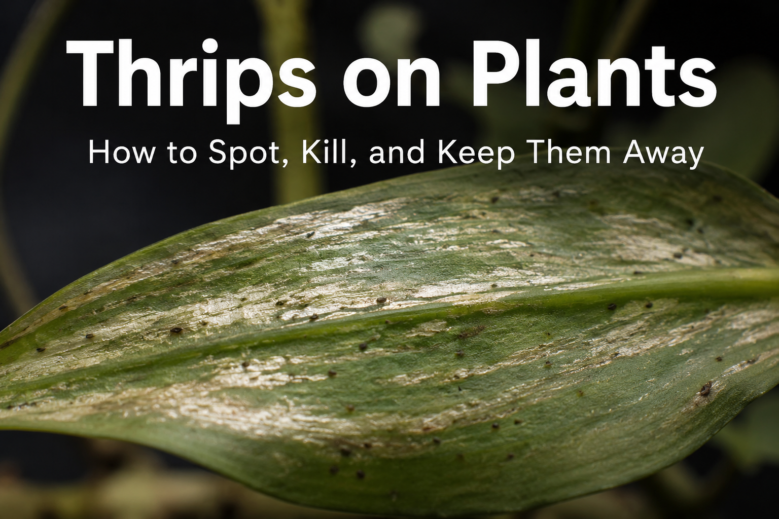 Thrips on Plants