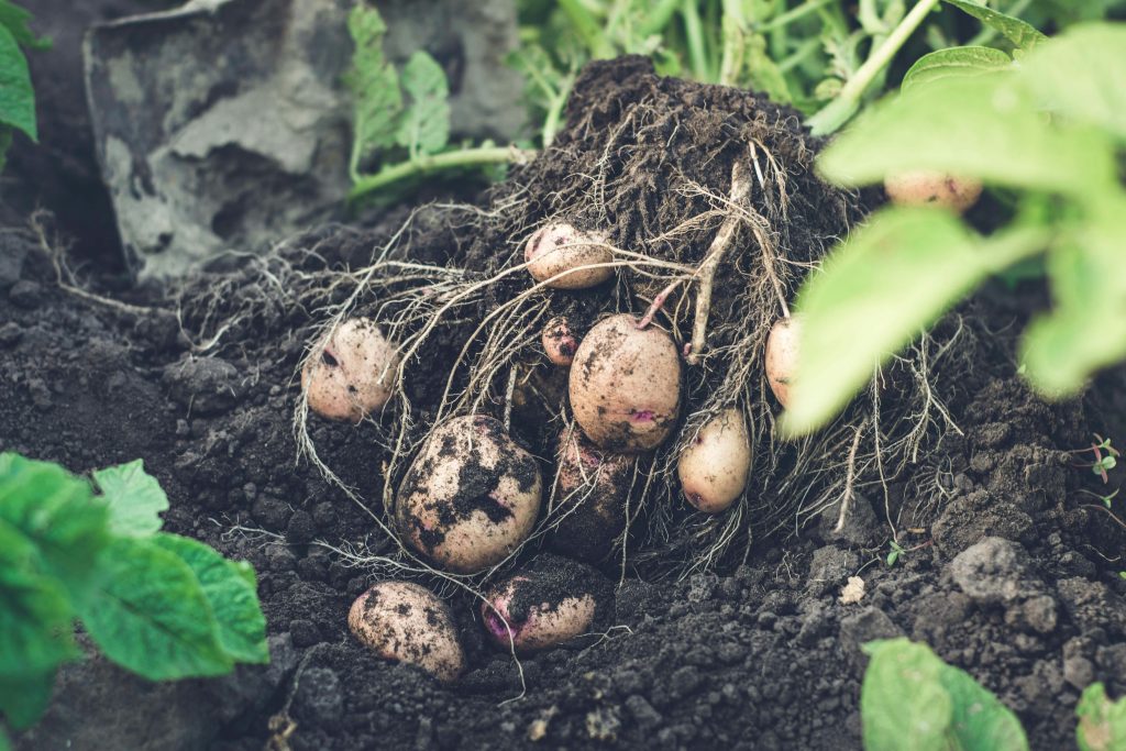 Sweet Potatoes: How to Grow, Harvest, and Store Them Successfully