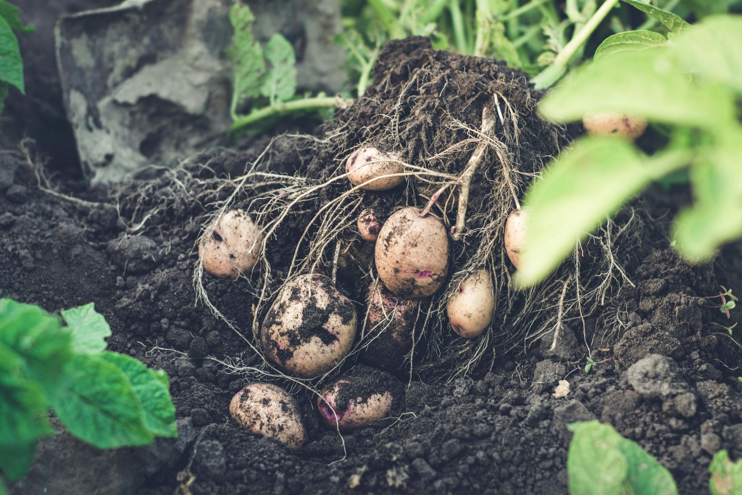 Sweet Potatoes: How to Grow, Harvest, and Store Them Successfully