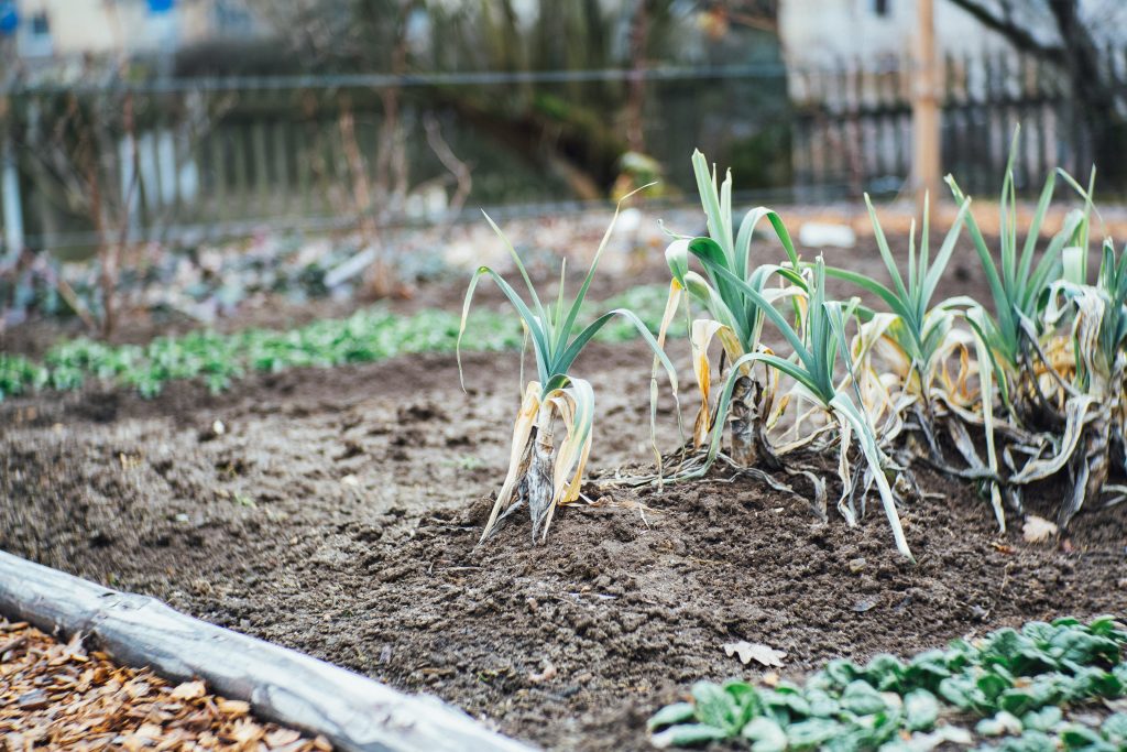 Indoor Garlic Plant Dying