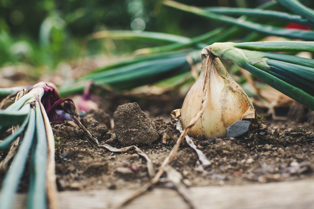 Indoor Garlic Plant Dying