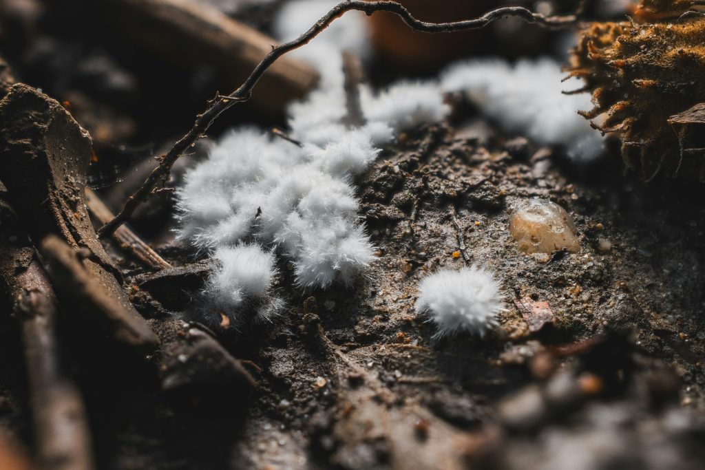 White Fuzz on Indoor Plant