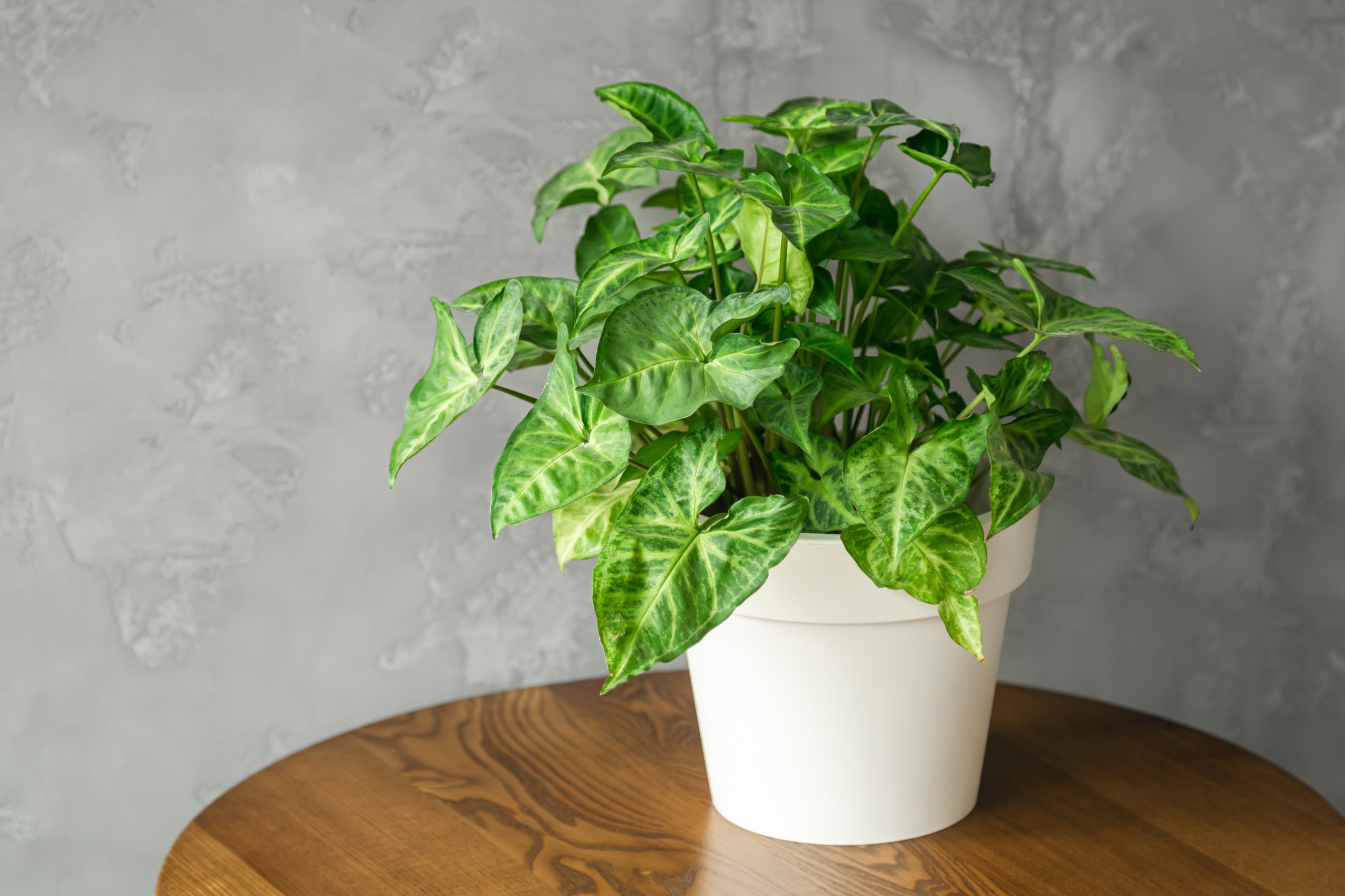 Why Is My Indoor Mint Plant Dying? 6 Best Fixes to Revive Your Kitchen Herb
