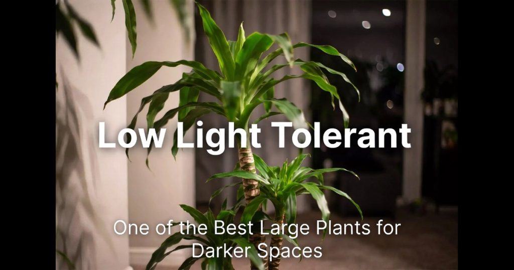 Corn Plant Care