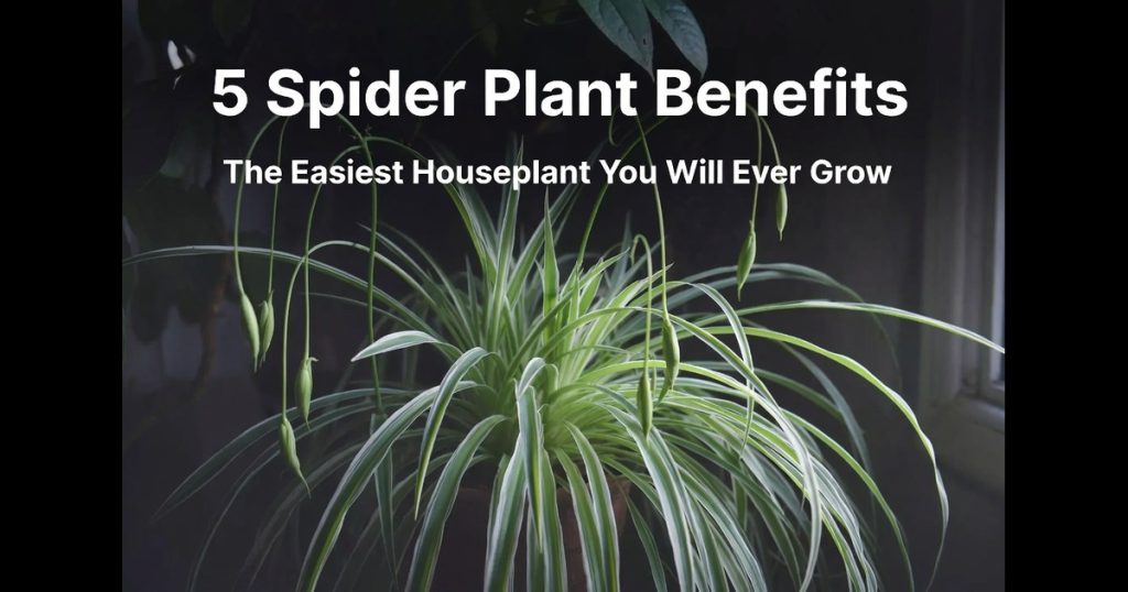 Spider Plant Benefits