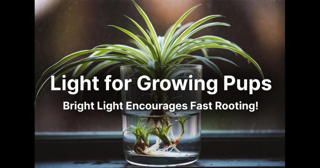 Spider Plant Light