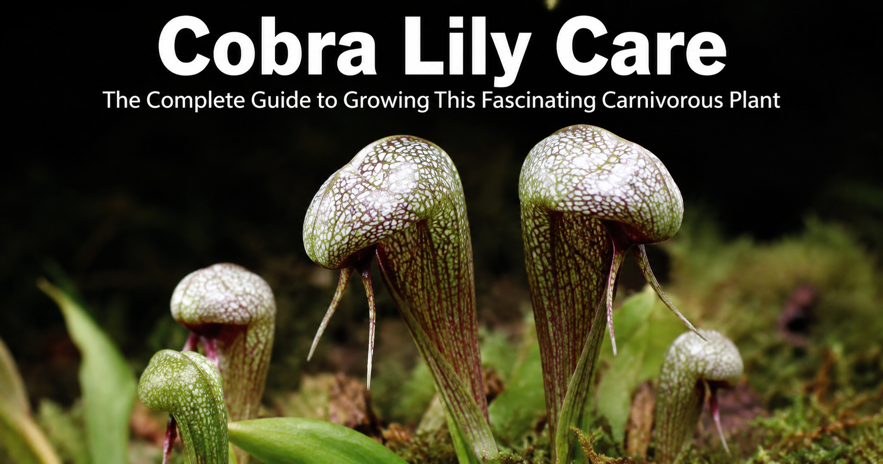 Cobra Lily Care