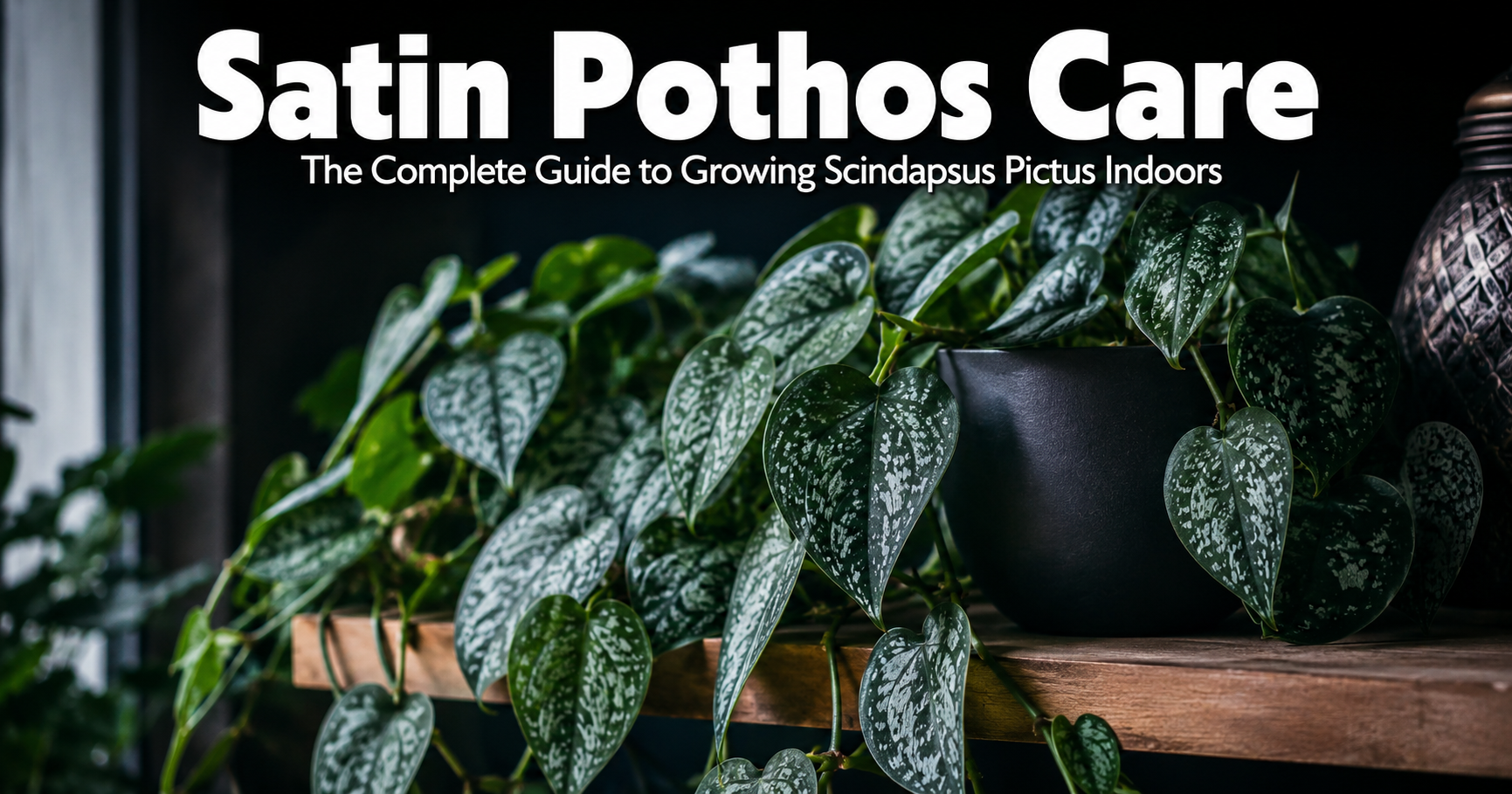 Satin Pothos Care