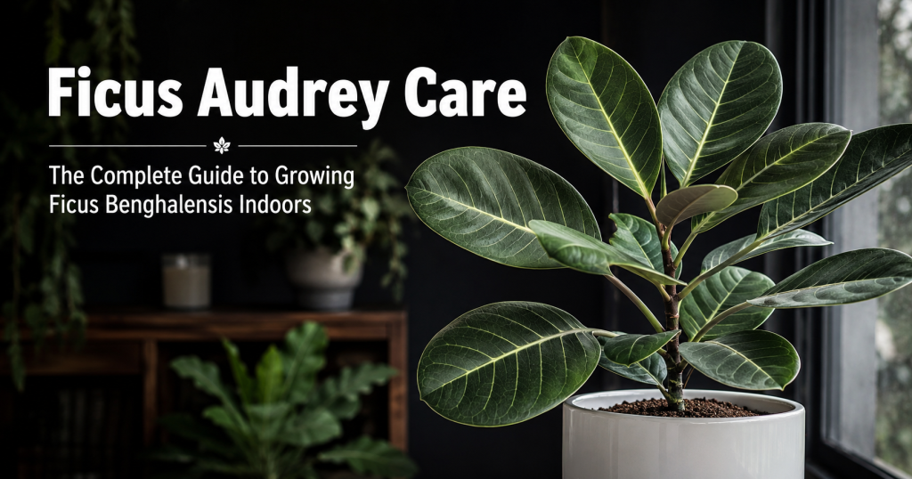 Ficus Audrey Care