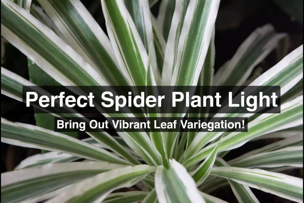 Spider Plant Light