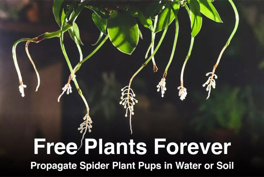 Spider Plant Benefits