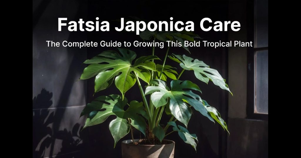 Fatsia Japonica