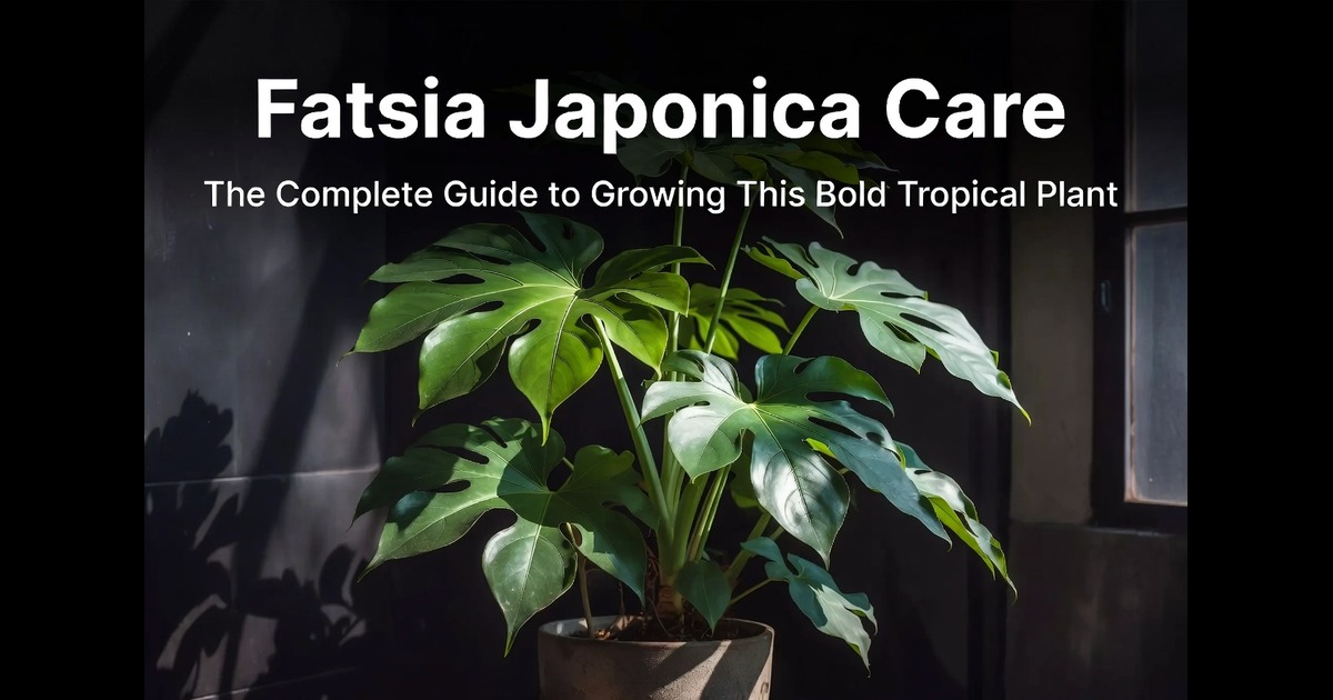 Fatsia Japonica